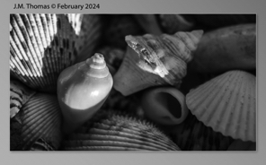 Macro Shells Feb 2024-33.jpg